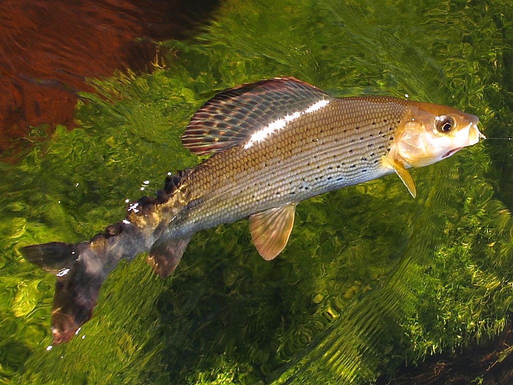Рыба хариус в траве фото